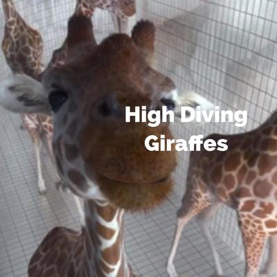 High Diving Giraffes
